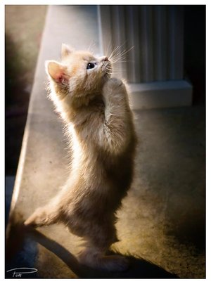 cat-praying.jpg